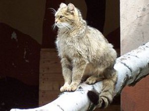 258px-felis_silvestris_2_crop.jpg